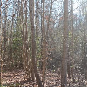 Photo of UNDER CONTRACT!  9.4 Acres of Residential and Hunting Land For Sale in King William County VA!