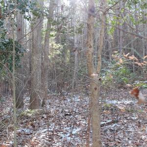 Photo of UNDER CONTRACT!  9.4 Acres of Residential and Hunting Land For Sale in King William County VA!