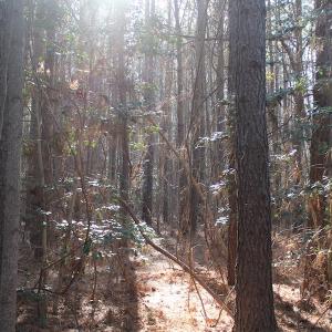 Photo of UNDER CONTRACT!  9.4 Acres of Residential and Hunting Land For Sale in King William County VA!