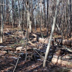 Photo of UNDER CONTRACT!  9.4 Acres of Residential and Hunting Land For Sale in King William County VA!