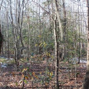 Photo of UNDER CONTRACT!  9.4 Acres of Residential and Hunting Land For Sale in King William County VA!