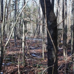Photo of UNDER CONTRACT!  9.4 Acres of Residential and Hunting Land For Sale in King William County VA!
