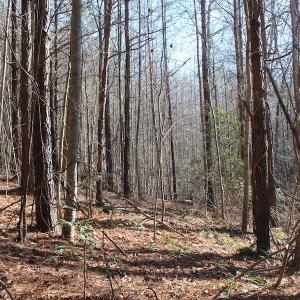 Photo of UNDER CONTRACT!  9.4 Acres of Residential and Hunting Land For Sale in King William County VA!