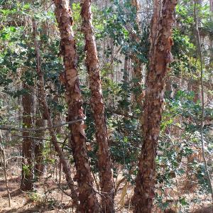 Photo of UNDER CONTRACT!  9.4 Acres of Residential and Hunting Land For Sale in King William County VA!