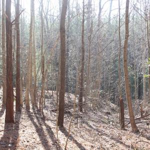 Photo of UNDER CONTRACT!  9.4 Acres of Residential and Hunting Land For Sale in King William County VA!