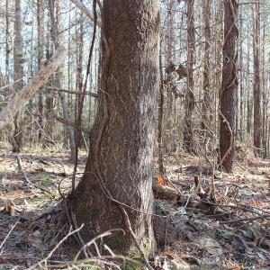 Photo of UNDER CONTRACT!  9.4 Acres of Residential and Hunting Land For Sale in King William County VA!