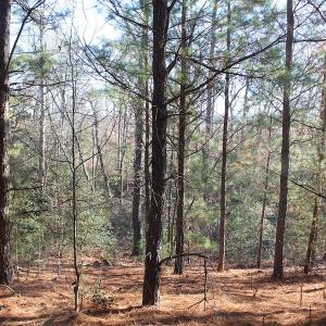 Photo of UNDER CONTRACT!  55 Acres of Hunting and Recreational Land For Sale in Caroline County VA!