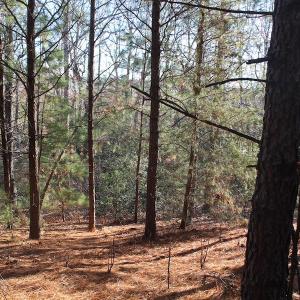 Photo of UNDER CONTRACT!  55 Acres of Hunting and Recreational Land For Sale in Caroline County VA!