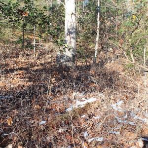 Photo of UNDER CONTRACT!  55 Acres of Hunting and Recreational Land For Sale in Caroline County VA!