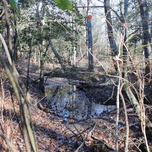 Photo of UNDER CONTRACT!  55 Acres of Hunting and Recreational Land For Sale in Caroline County VA!
