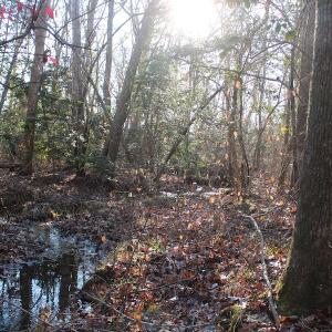 Photo of UNDER CONTRACT!  55 Acres of Hunting and Recreational Land For Sale in Caroline County VA!