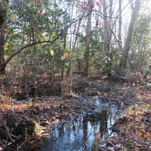 Photo of UNDER CONTRACT!  55 Acres of Hunting and Recreational Land For Sale in Caroline County VA!