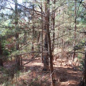 Photo of UNDER CONTRACT!  55 Acres of Hunting and Recreational Land For Sale in Caroline County VA!