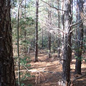 Photo of UNDER CONTRACT!  55 Acres of Hunting and Recreational Land For Sale in Caroline County VA!