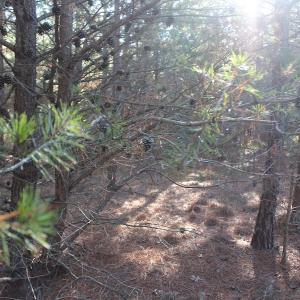 Photo of UNDER CONTRACT!  55 Acres of Hunting and Recreational Land For Sale in Caroline County VA!