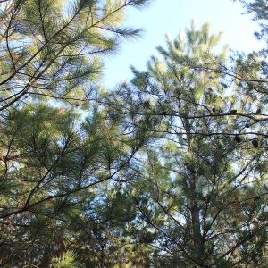 Photo of UNDER CONTRACT!  55 Acres of Hunting and Recreational Land For Sale in Caroline County VA!