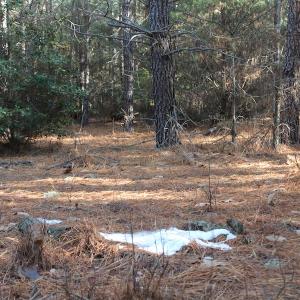 Photo of UNDER CONTRACT!  55 Acres of Hunting and Recreational Land For Sale in Caroline County VA!