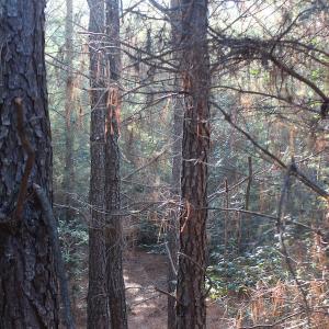 Photo of UNDER CONTRACT!  55 Acres of Hunting and Recreational Land For Sale in Caroline County VA!