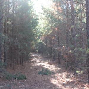 Photo of UNDER CONTRACT!  55 Acres of Hunting and Recreational Land For Sale in Caroline County VA!