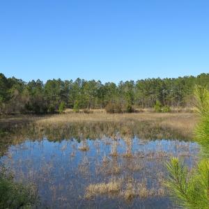 Photo of UNDER CONTRACT!  49.82 Acres of Hunting Land with Duck Impoundments For Sale in Columbus County NC!