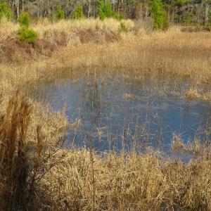 Photo of UNDER CONTRACT!  49.82 Acres of Hunting Land with Duck Impoundments For Sale in Columbus County NC!