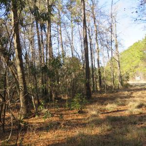 Photo of UNDER CONTRACT!  49.82 Acres of Hunting Land with Duck Impoundments For Sale in Columbus County NC!