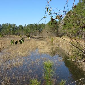 Photo of UNDER CONTRACT!  49.82 Acres of Hunting Land with Duck Impoundments For Sale in Columbus County NC!