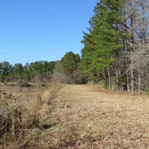 Photo of UNDER CONTRACT!  49.82 Acres of Hunting Land with Duck Impoundments For Sale in Columbus County NC!