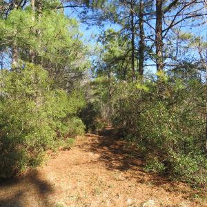 Photo of UNDER CONTRACT!  49.82 Acres of Hunting Land with Duck Impoundments For Sale in Columbus County NC!