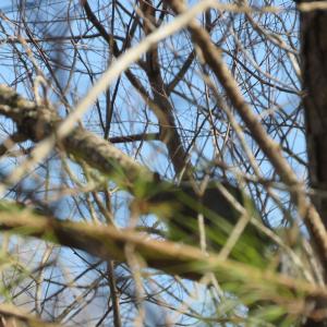 Photo of UNDER CONTRACT!  49.82 Acres of Hunting Land with Duck Impoundments For Sale in Columbus County NC!