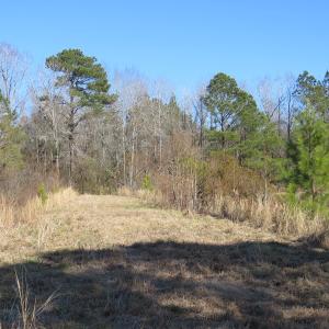 Photo of UNDER CONTRACT!  49.82 Acres of Hunting Land with Duck Impoundments For Sale in Columbus County NC!