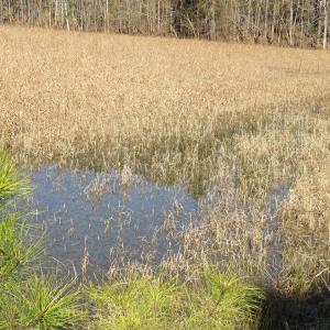 Photo of UNDER CONTRACT!  49.82 Acres of Hunting Land with Duck Impoundments For Sale in Columbus County NC!