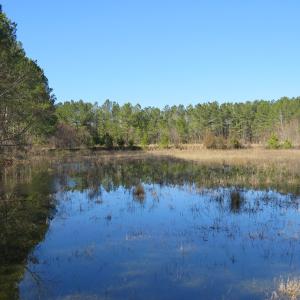 Photo of UNDER CONTRACT!  49.82 Acres of Hunting Land with Duck Impoundments For Sale in Columbus County NC!