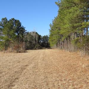 Photo of UNDER CONTRACT!  49.82 Acres of Hunting Land with Duck Impoundments For Sale in Columbus County NC!