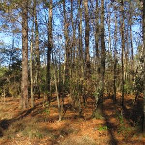 Photo of UNDER CONTRACT!  49.82 Acres of Hunting Land with Duck Impoundments For Sale in Columbus County NC!