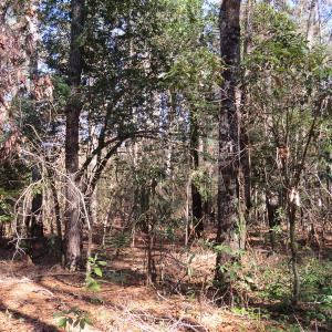 Photo of UNDER CONTRACT!  49.82 Acres of Hunting Land with Duck Impoundments For Sale in Columbus County NC!