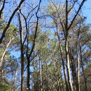 Photo of UNDER CONTRACT!  49.82 Acres of Hunting Land with Duck Impoundments For Sale in Columbus County NC!