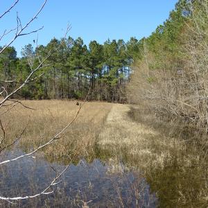 Photo of UNDER CONTRACT!  49.82 Acres of Hunting Land with Duck Impoundments For Sale in Columbus County NC!