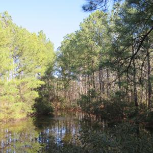 Photo of UNDER CONTRACT!  49.82 Acres of Hunting Land with Duck Impoundments For Sale in Columbus County NC!
