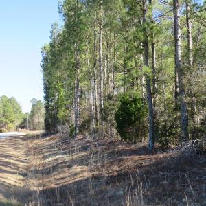 Photo of UNDER CONTRACT!  49.82 Acres of Hunting Land with Duck Impoundments For Sale in Columbus County NC!