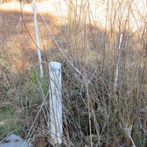 Photo of UNDER CONTRACT!  49.82 Acres of Hunting Land with Duck Impoundments For Sale in Columbus County NC!