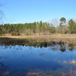 Photo of UNDER CONTRACT!  49.82 Acres of Hunting Land with Duck Impoundments For Sale in Columbus County NC!