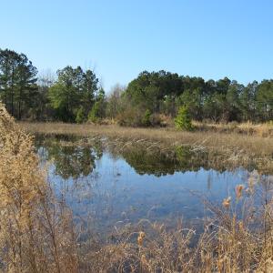 Photo of UNDER CONTRACT!  49.82 Acres of Hunting Land with Duck Impoundments For Sale in Columbus County NC!