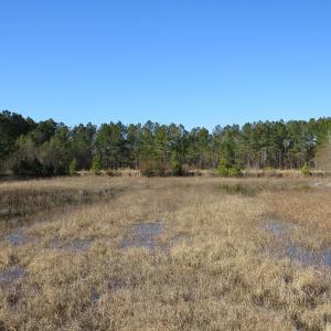 Photo of UNDER CONTRACT!  49.82 Acres of Hunting Land with Duck Impoundments For Sale in Columbus County NC!