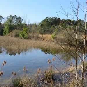 Photo of UNDER CONTRACT!  49.82 Acres of Hunting Land with Duck Impoundments For Sale in Columbus County NC!