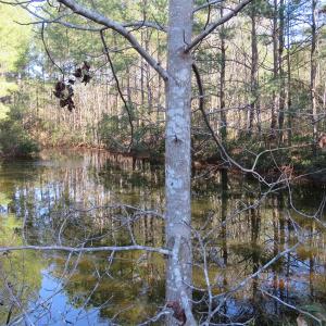 Photo of UNDER CONTRACT!  49.82 Acres of Hunting Land with Duck Impoundments For Sale in Columbus County NC!