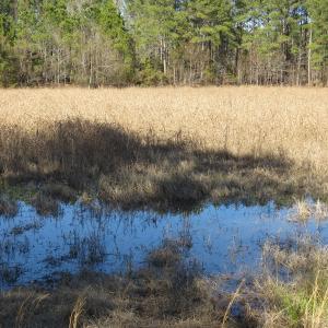 Photo of UNDER CONTRACT!  49.82 Acres of Hunting Land with Duck Impoundments For Sale in Columbus County NC!