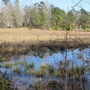 Photo of UNDER CONTRACT!  49.82 Acres of Hunting Land with Duck Impoundments For Sale in Columbus County NC!