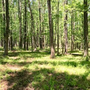 Photo of UNDER CONTRACT!  84.45 Acres of Residential and Pasture Land For Sale in Edgecombe County NC!