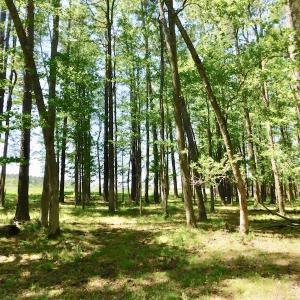 Photo of UNDER CONTRACT!  84.45 Acres of Residential and Pasture Land For Sale in Edgecombe County NC!